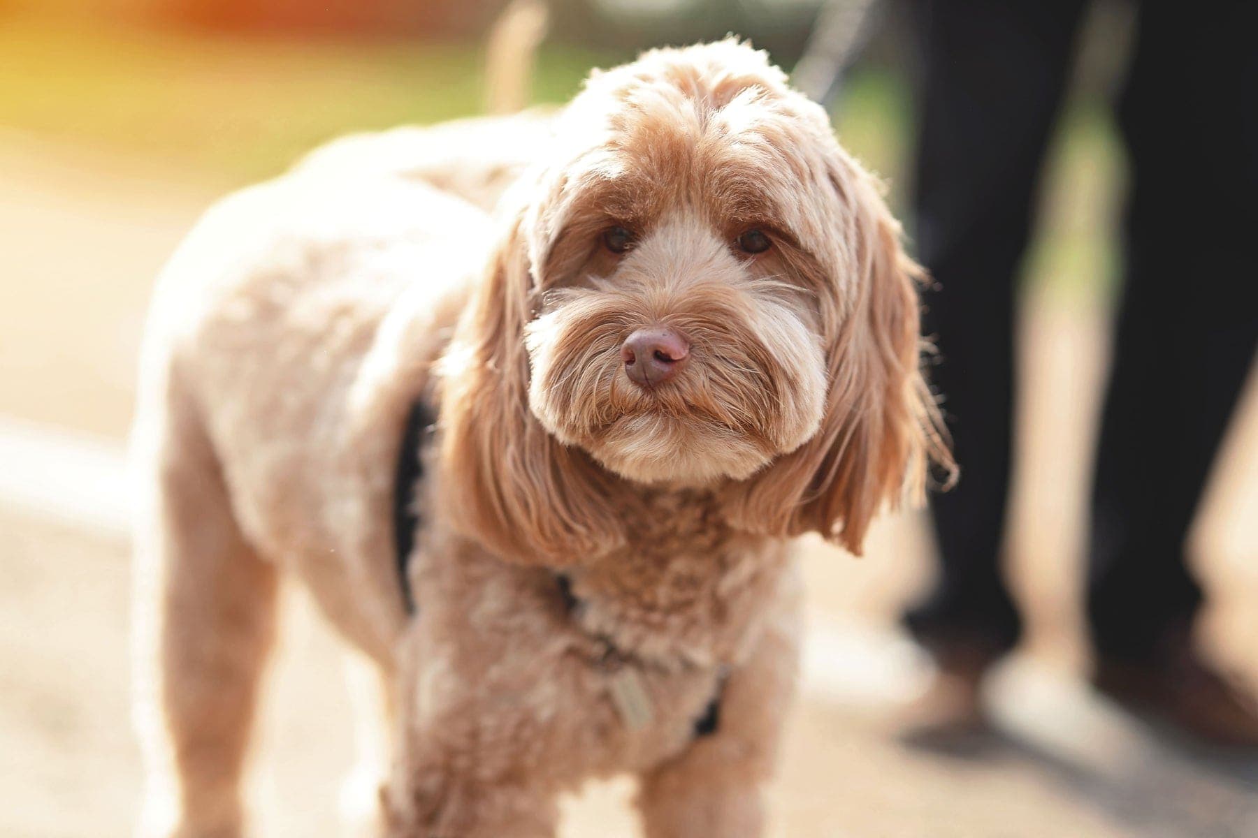Close portrait of a fluffy apricot cavoodle