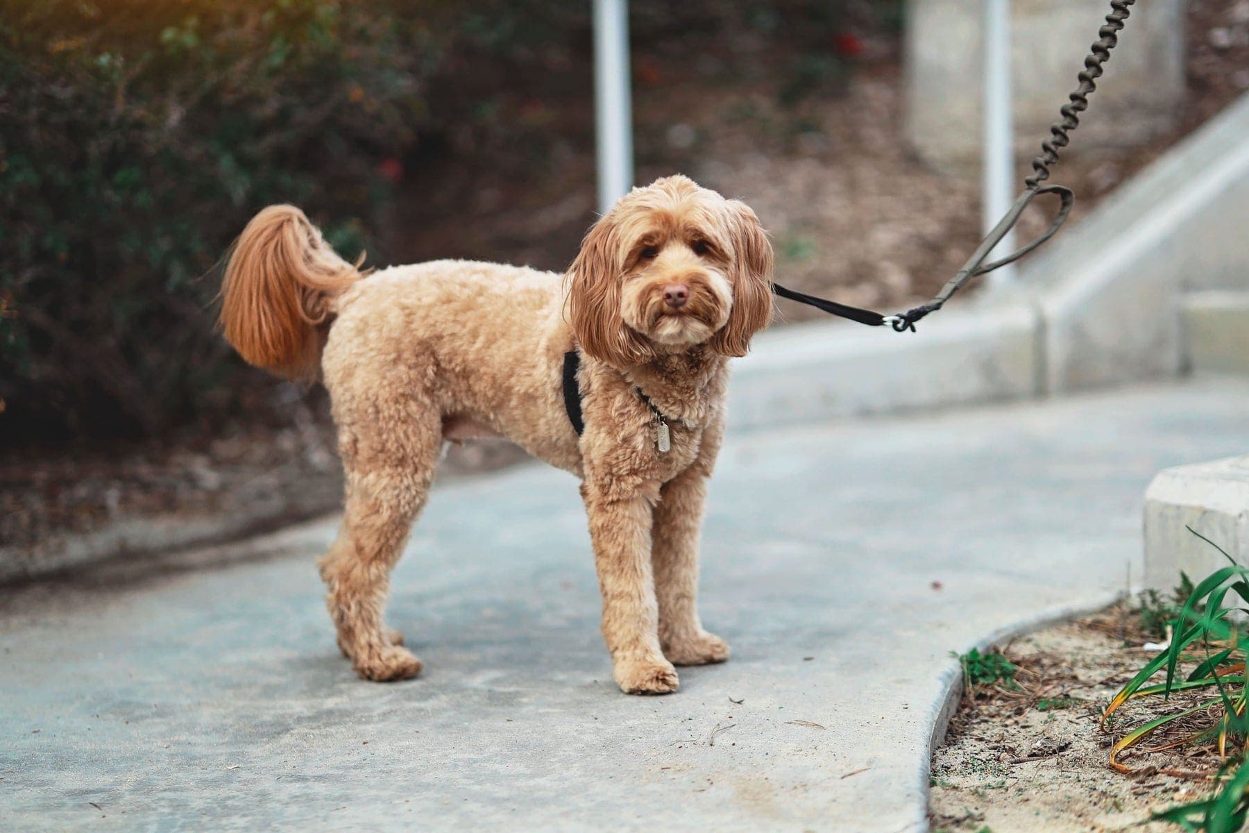 Apricot cavoodle on a lead on a footpath