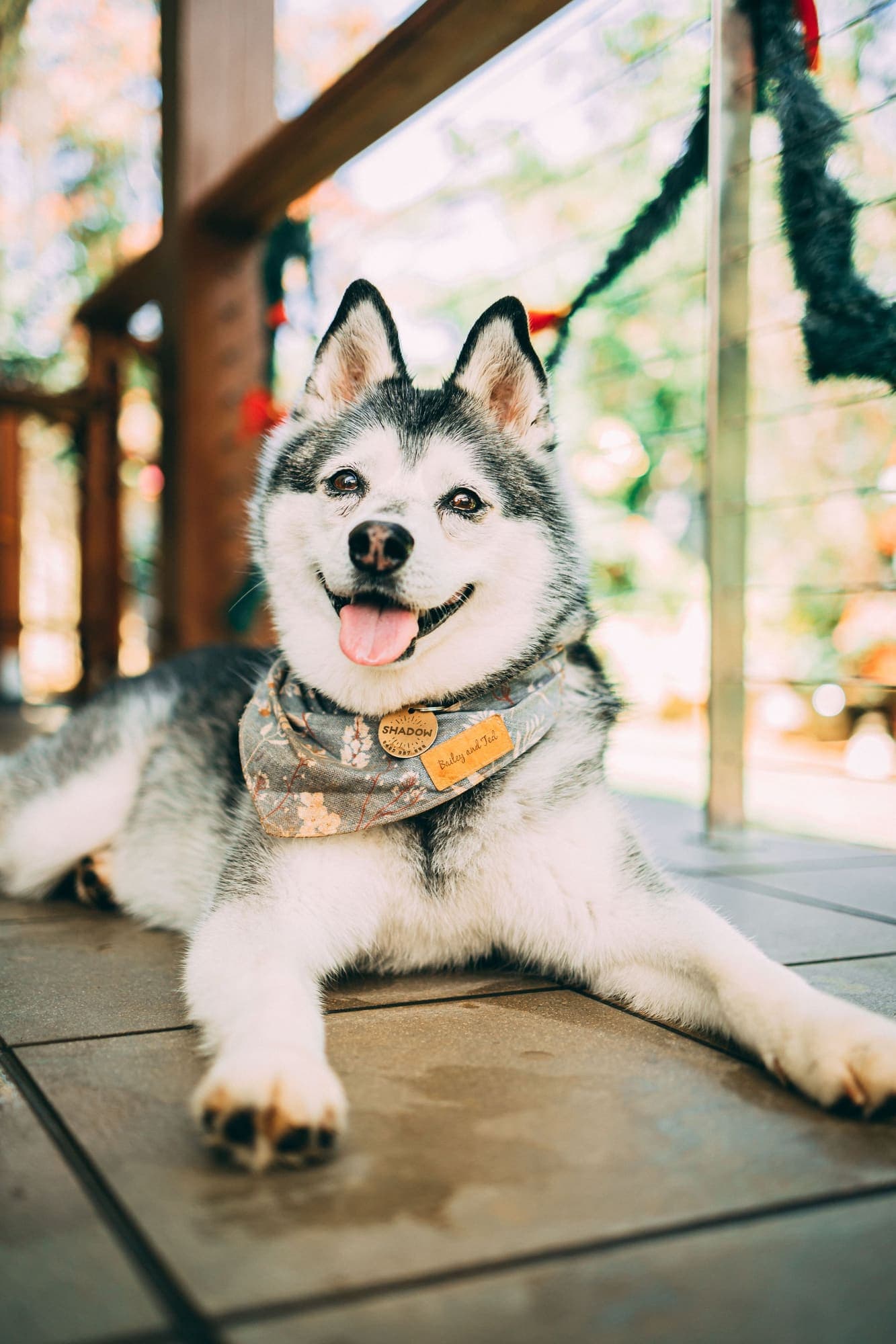 Husky wearing a bandana lying on a garden path