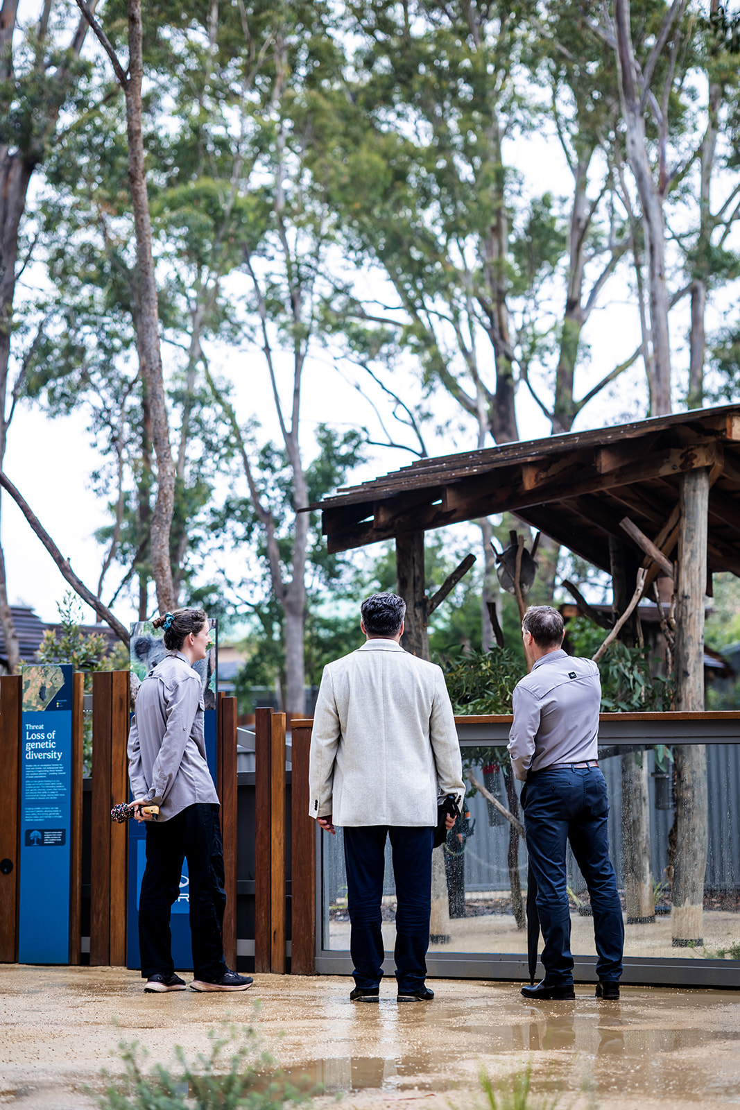 Three people seen from behind looking into a rain-soaked koala enclosure among tall gum trees