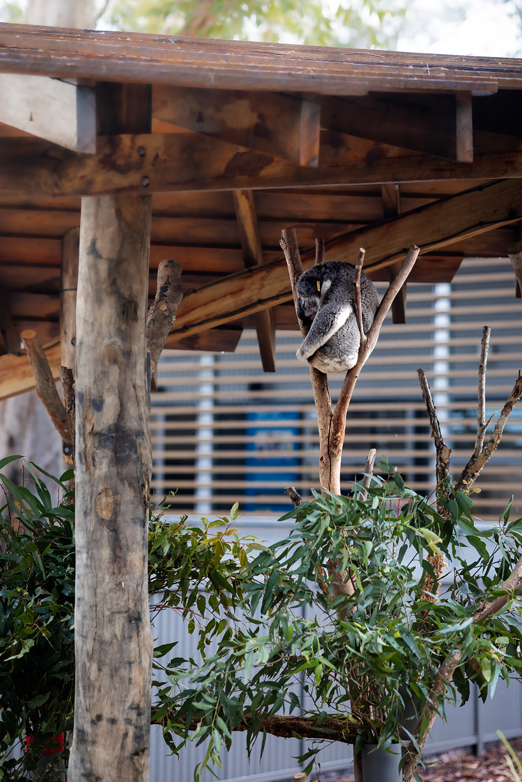 A koala asleep in the fork of a branch under a timber shelter, surrounded by eucalyptus leaves